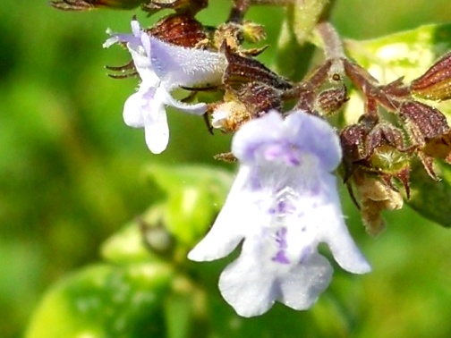 Clinopodium nepeta